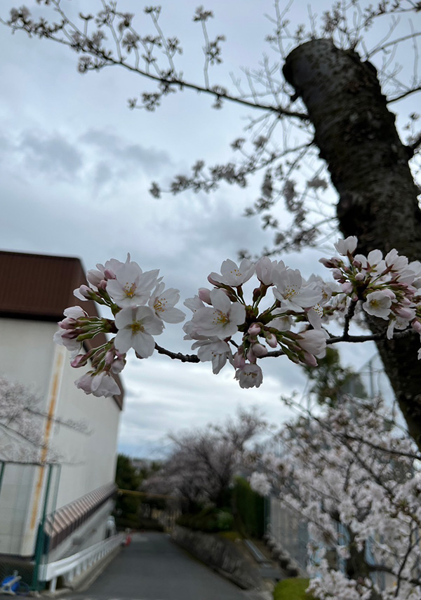 サントリーへ来て初めてのシーズン。箕面トレーニングセンター近くに咲いていた桜です。桜の花にも初めましてのごあいさつ!!